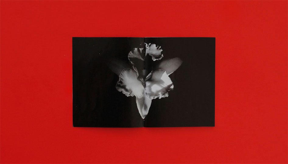 Mapplethorpe_3